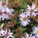 Aster chilensis