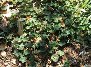 Rubus pentalobus
