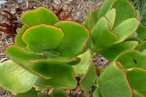 Cotyledon orbiculata var. oblonga 'Macrantha'