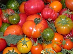 Tomato assortment, Karen Schaffer
