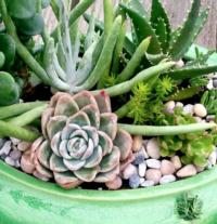 Succulent plant arrangement