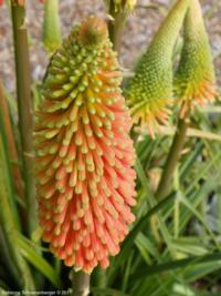 Red hot poker bloom at the Palo Alto Demo Garden