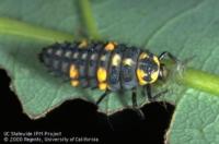 Sevenspotted lady beetle larva eating an aphid