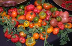 Tomato Fest, Karen Schaffer