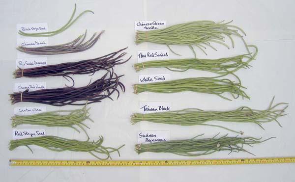 All 11 varieties that produced, on 9/7/07