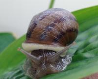 snail ucanr