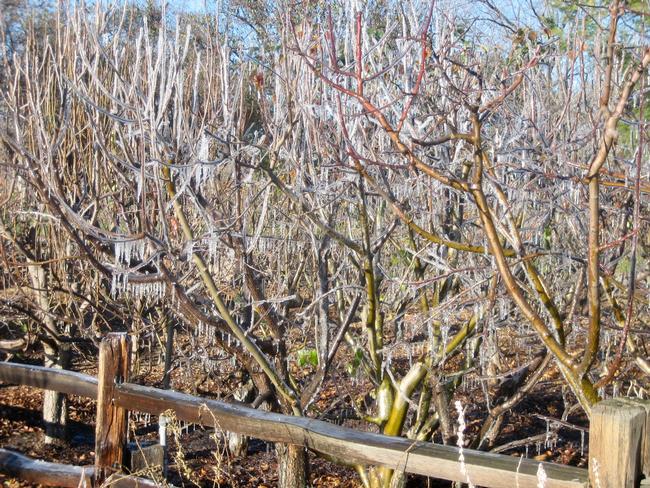 Ice covered fruit trees at Emma Prusch Park in San Jose, caused by burst water pipe during a hard frost in January 2007, by Allen Buchinski