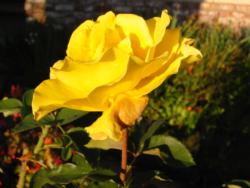 Midas Touch rose