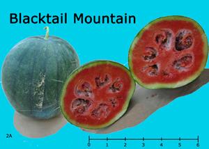 Blacktail Mountain watermelon