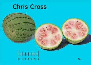 Chris Cross watermelon