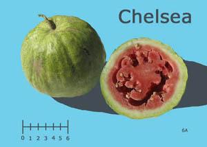 Chelsea watermelon