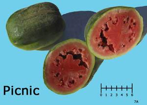 Picnic watermelon