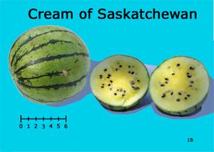 Cream of Saskatchewan watermelon