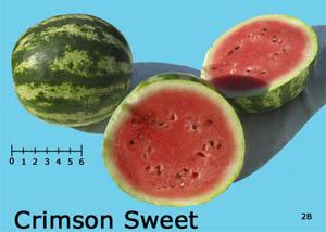 Crimson Sweet watermelon