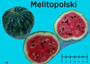 Melitopolski watermelon