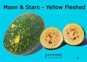 Moon & Stars Yellow Fleshed watermelon