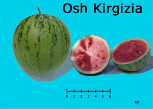 Osh Kirgizia watermelon