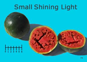 Small Shining Light watermelon