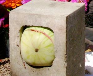 Watermelon in cinder block
