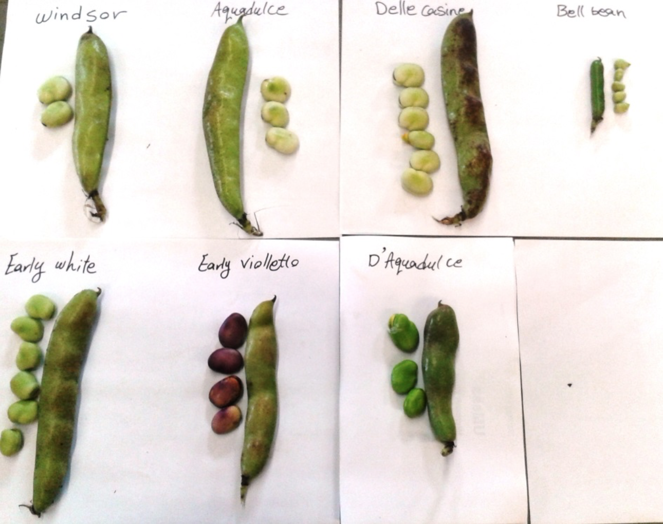 Fava bean varieties, one small, the rest large (Photo: University of Massachusetts Amherst, Stockbridge School of Agriculture)