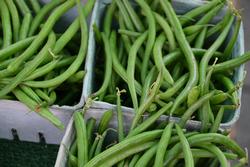 Fresh picked green beans (Photo: UC, Evett Kilmartin)
