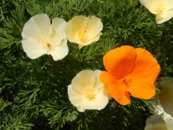 Poppies cream and orange, Karen Schaffer