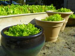 Lettuce in containers North Carolina Extension Chatham