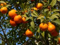 Oranges on tree Getty Free Jose Luis Navarro
