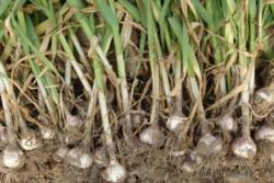 Growing Garlic, Photo courtesy of UCANR