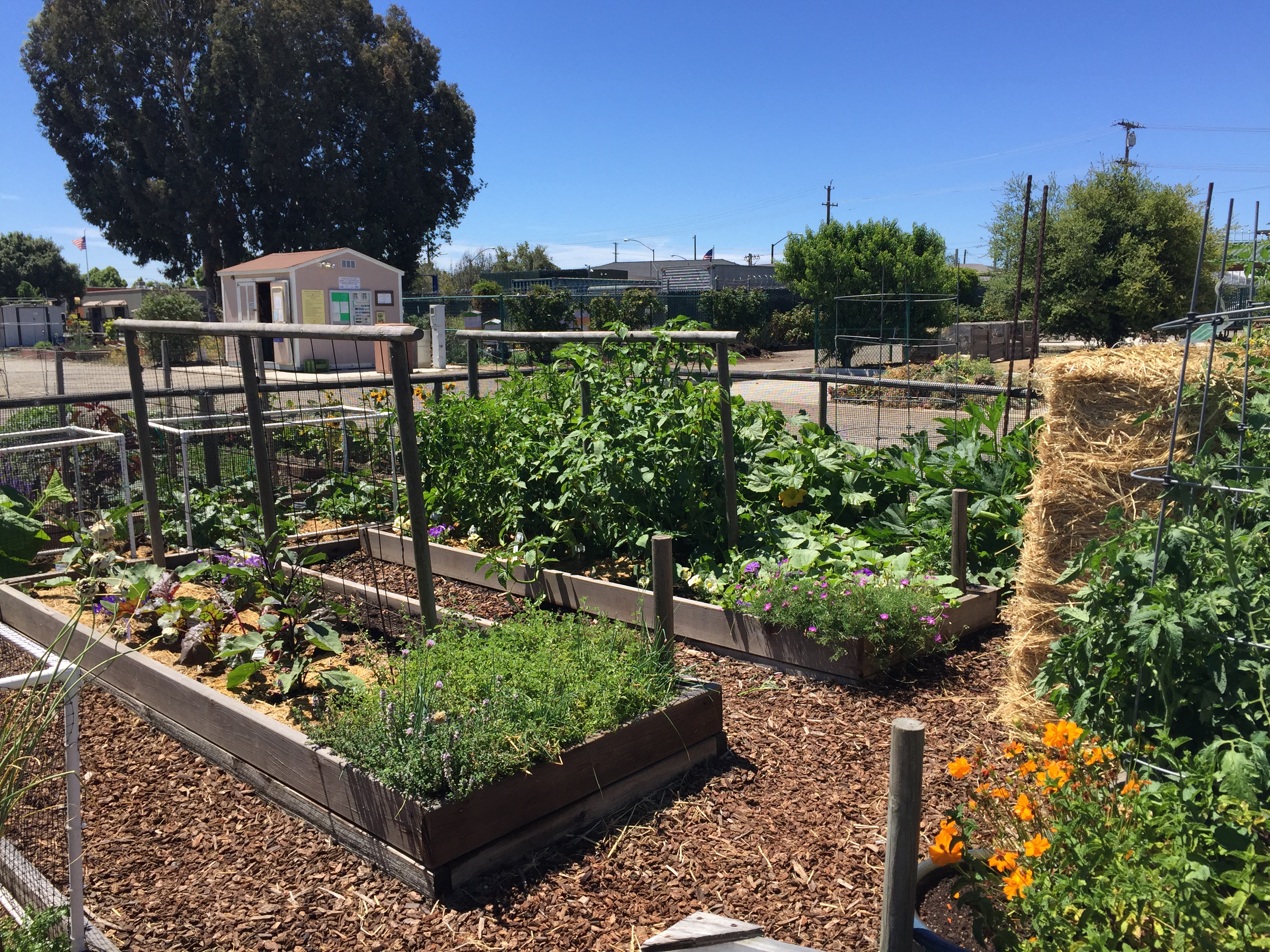 Guadalupe Demo Garden And Historic Orchard Uc Master Gardeners