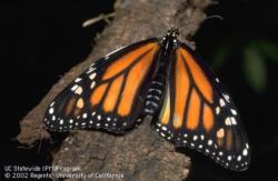 Monarch butterfly - UC ANR Repository - by Jack Kelly Clark