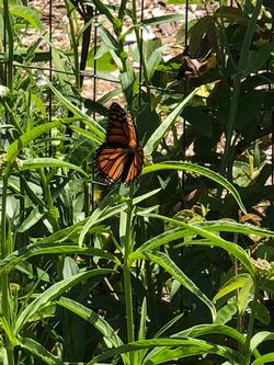Monarch Butterfly-PADG