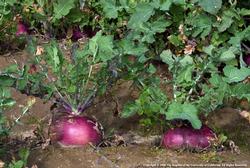 Turnips in ground UC ANR Repository