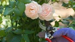 Rose Pruning, by Anne Skinner, UCCE Master Gardener