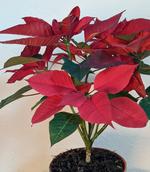 Potted Poinsettias by Donna Lee