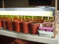 Tomato and pepper seedlings under adjustable-height fluorescent lights, by Laura Monczynski