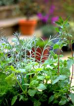 UCANR Garden Herbs by Evett Kilmartin