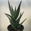 Aloe-vera-var-chinensis-MG-Liz-Calhoon