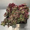 Crassula-pellucida-variegata-MG-Liz-Calhoon