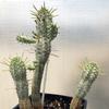 Euphorbia-mammularis-MG-Liz-Calhoon