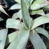 Agave-parryi-parryi-MG-Judy-Hecht