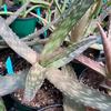 Aloe-saponaria-MG-Judy-Hecht