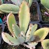 Kalanchoe-chocolate-soldier-MG-Judy-Hecht