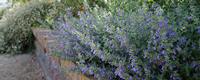 Photo: Fragrant catmint is wildly popular among cats and is generally considered safe, by Katie Hetrick, UC Davis Arboretum and Public Garden