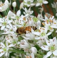 Honeybee on garlic chives by Susan Casner-Kay