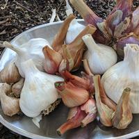 Photo: Garlic and shallots