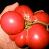 Tomato-Brandywine-from-Croatia-MG-Jim-Maley