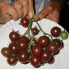 Tomato-Black-Cherry -MG-Jim-Maley