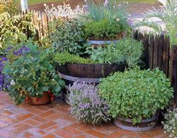 Herbs in containers, photo credit Joan Cloutier