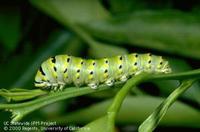 Anise-Swallowtail-Larva-UCANR-Jack-Kelly-Clark